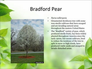 Bradford Pear
• Pyrus calleryana
• Ornamental deciduous tree with some
non-sterile cultivars that have escaped
and are invading natural areas
throughout the eastern United States
• The “Bradford” variety of pear, which
produced sterile fruits, has been widely
planted throughout America since the
early 1900s, but recent cultivars, bred
to reduce the tendency of the tree to
split in snow or high winds, have
produced viable seeds and escaped to
invade disturbed areas.
 