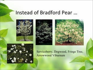 Instead of Bradford Pear …
Serviceberry, Dogwood, Fringe Tree,
Arrowwood Viburnum
 