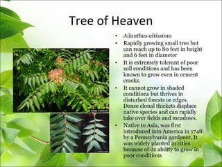 Tree of Heaven
• Ailanthus altissima
• Rapidly growing small tree but
can reach up to 80 feet in height
and 6 feet in diameter
• It is extremely tolerant of poor
soil conditions and has been
known to grow even in cement
cracks.
• It cannot grow in shaded
conditions but thrives in
disturbed forests or edges.
Dense clonal thickets displace
native species and can rapidly
take over fields and meadows.
• Native to Asia, was first
introduced into America in 1748
by a Pennsylvania gardener. It
was widely planted in cities
because of its ability to grow in
poor conditions
 