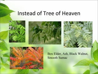 Instead of Tree of Heaven
Box Elder, Ash, Black Walnut,
Smooth Sumac
 