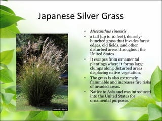 Japanese Silver Grass
• Miscanthus sinensis
• a tall (up to 10 feet), densely-
bunched grass that invades forest
edges, old fields, and other
disturbed areas throughout the
United States
• It escapes from ornamental
plantings where it forms large
clumps along disturbed areas
displacing native vegetation.
• The grass is also extremely
flammable and increases fire risks
of invaded areas.
• Native to Asia and was introduced
into the United States for
ornamental purposes.
 