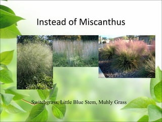 Instead of Miscanthus
Switchgrass, Little Blue Stem, Muhly Grass
 
