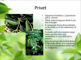 Privet
• Ligustrum lucidum, L. japonicum
and L. sinense
• Thick, semi-evergreen shrub to 30
feet in height
• It commonly forms dense thickets
in the fields or in the understory of
forests.
• It shades and out competes many
native species and, once
established, is very difficult to
remove.
• Introduced into the United States
in the early 1800s. It is commonly
used as an ornamental shrub and
for hedgerows
 