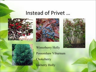 Instead of Privet …
Winterberry Holly
Possomhaw Viburnum
Chokeberry
Inkberry Holly
 