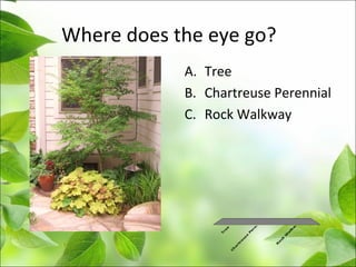 Where does the eye go?
A. Tree
B. Chartreuse Perennial
C. Rock Walkway
T
re
e
C
h
a
rtre
u
se
P
e
re
n
n
ia
l
R
o
ck
W
a
lk
w
ay
 