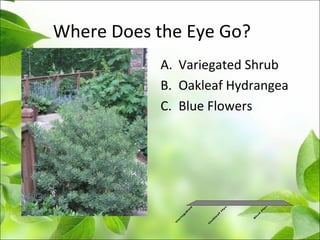 Where Does the Eye Go?
A. Variegated Shrub
B. Oakleaf Hydrangea
C. Blue Flowers
V
a
r
ie
g
a
t
e
d
S
h
r
u
b
O
a
k
le
a
f
H
y
d
r
a
n
g
e
a
B
lu
e
F
lo
w
e
r
s
 
