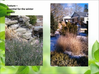 Texture –
Essential for the winter
garden
 