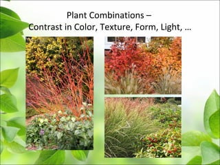 Plant Combinations –
Contrast in Color, Texture, Form, Light, …
 
