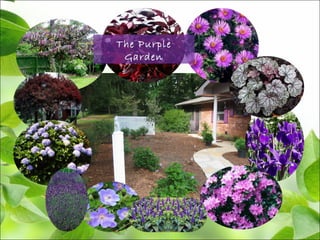 The Purple
Garden
 