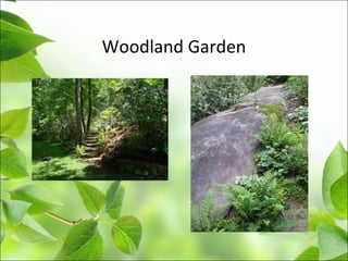 Woodland Garden
 