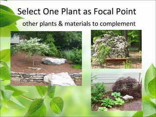 Select One Plant as Focal Point
other plants & materials to complement
 