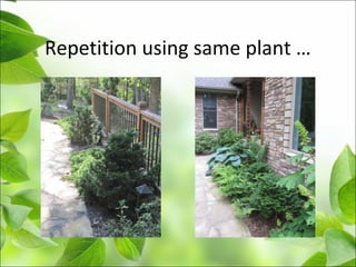 Repetition using same plant …
 