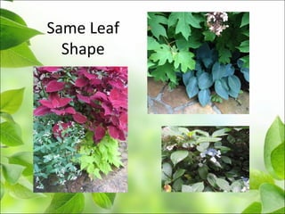 Same Leaf
Shape
 