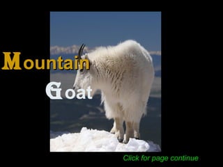MMountainountain
Goat
Click for page continue
 