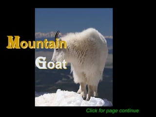 Mountain
   Goat

           Click for page continue
 