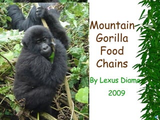 Mountain Gorilla Food Chains By Lexus Diama 2009 