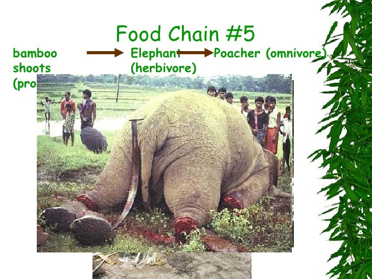 Mountain Gorilla Food Chains Biology Diagrams