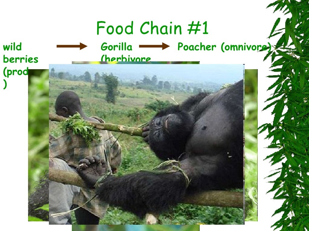Mountain Gorilla Food Chains Biology Diagrams