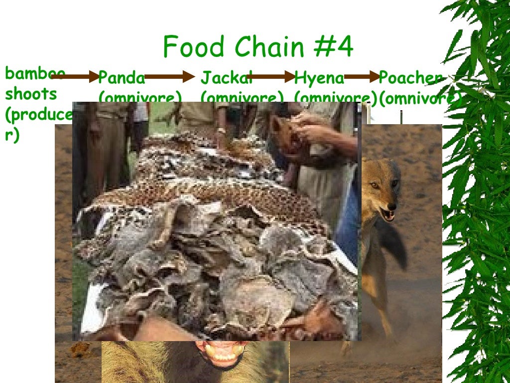 Mountain Gorilla Food Chains