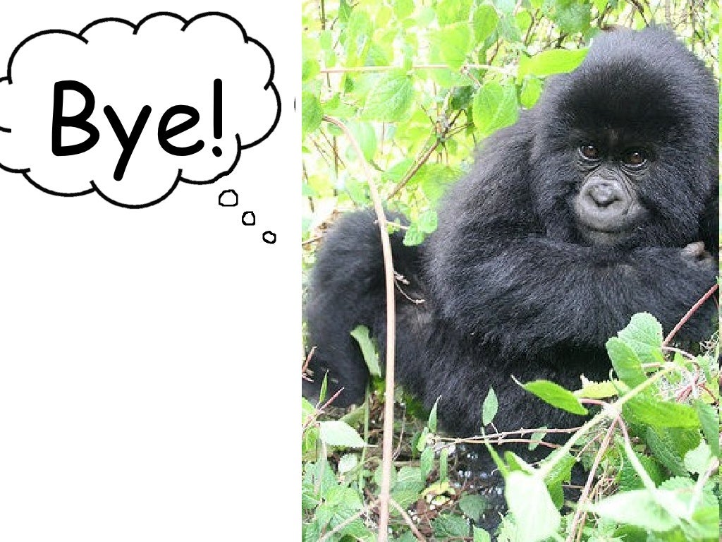 Mountain Gorilla Food Chains