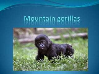 Mountain gorillas 