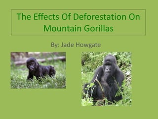 The Effects Of Deforestation On
       Mountain Gorillas
        By: Jade Howgate
 
