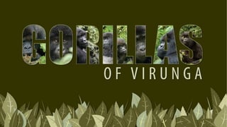 Virunga Mountain gorillas 2007 massacre