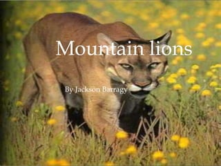 Mountain lions
By Jackson Barragy
 