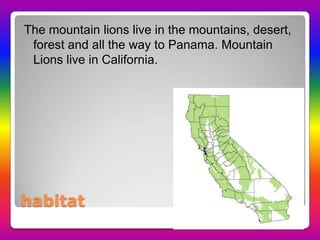 habitat
The mountain lions live in the mountains, desert,
forest and all the way to Panama. Mountain
Lions live in California.