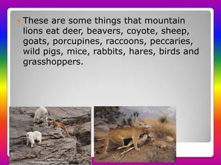 Diet
These are some things that mountain
lions eat deer, beavers, coyote, sheep,
goats, porcupines, raccoons, peccaries,
wild pigs, mice, rabbits, hares, birds and
grasshoppers.
