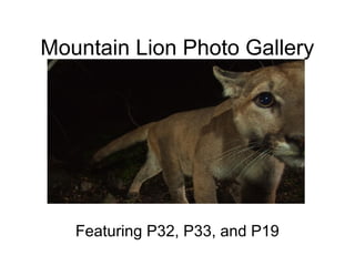 Mountain Lion Photo Gallery
Featuring P32, P33, and P19
 