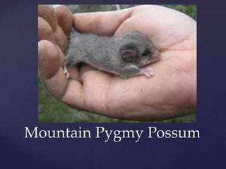 Mountain Pygmy Possum 