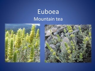 Euboea
Mountain tea
 