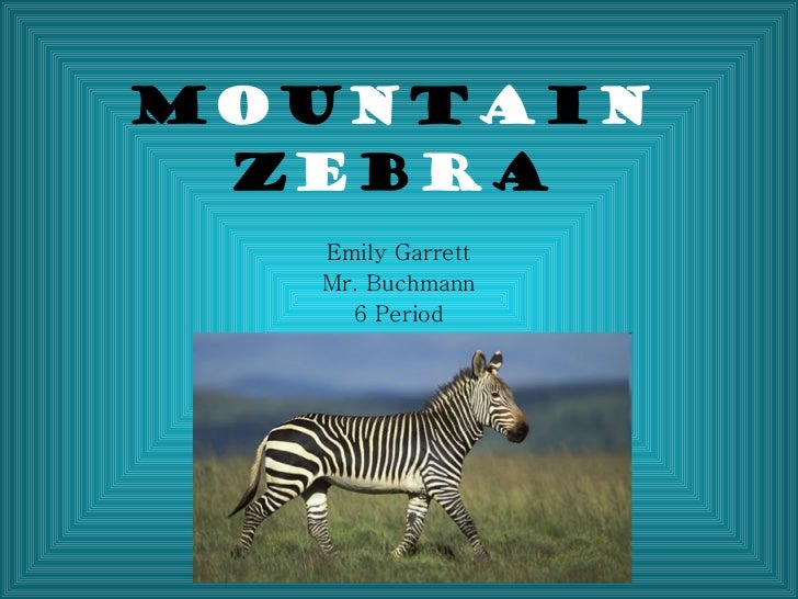 Mountain Zebra Powerpoint