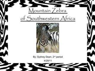 Mountain Zebra  of Southwestern Africa By: Sydney Dean, 2 nd  period 4/29/11 