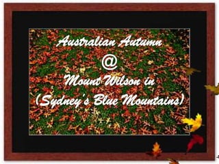 Australian Autumn @ Mount Wilson in (Sydney’s Blue Mountains) 