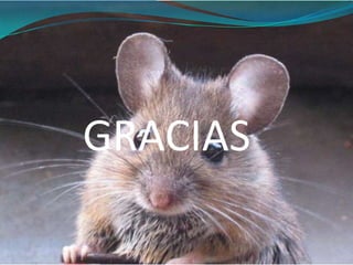 GRACIAS
