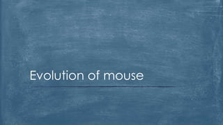 Evolution of mouse
 
