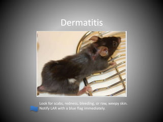 Mouse Skin Rash Mouse Basics | PPTX