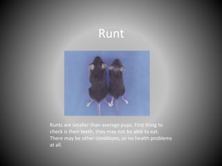 Mouse Runt Mouse Basics | PPTX