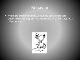 Mouse Basics | PPTX