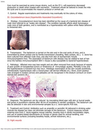 DORA
http://web.archive.org/web/20080725045440/http://www.radil.missouri.edu/info/dora/mousepag/derm.html[2012-04-30 02:30:20]
Care must be exercised as some mouse strains, such as the CF-1, will experience decreased
production or death when treated with ivermectin.  Treatment should be tailored to break the mite
life cycle and to accommodate the research protocol or animal use.
 F. Control:  Regular examinations and treatments may eventually rid the colony of mites.
III. Corynebacterium bovis (Hyperkertitis Associated Coryneform)
A.   Etiology: Corynebacterium bovis has been identified as the cause of a bacterial skin disease of
nude mice referred to as "scaley skin disease". The condition typically affects adult homozygous
nude mice of both genders, and is manifested as a hyperkeratosis with yellow-white flakes adherent
to thickened skin.
B.  Transmission:  The bacterium is carried on the skin and in the oral cavity of mice, and is
transmitted by direct contact and by fomite transmission (handling, flake contact, etc.).  C. bovis has
been cultured from affected nude mice, and also from skin of asympomatic hirsute
immunocompetent mice. The association of bacterium with disease may be related to lack of hair
since the hairless immunocompetent SKH-1 mouse is also susceptible to bacterial hyperkeratosis
C.  Pathology:  Affected mice may lose weight and are often removed from study because of reports
of poor growth of transplanted tumors or hinderence of  immunologic studies. Mortality is low and
the hyperkeratosis is transient but may recur. Histologic examination of the skin reveals acanthosis,
orthokeratotic hyperkeratosis with a mononuclear cell dermal infiltrate (A.). Short, Gram-positive
rods arranged in clusters (arrow) and palisades can be recognized in the stratum corneum on Gram-
stained skin sections (B.).
        . 
D.  Diagnosis: The bacterium can be cultured  by inoculating blood agar with skin or buccal swabs
and grows in punctiform colonies after 48 hrs of incubation in aerobic conditions. The bacterium can
also be detected in skin and environmental samples by a C. bovis-specific PCR test.
E.  Treatment and Control: Antibiotics such as ampicillin or penicillin VK delivered in drinking water
controls the disease but does not eliminate carriage of the bacterium.  Control measures include
ordering mice from C. bovis-negative mouse colonies, housing mice in sterile microisolator cages,
and use of oxidant-based disinfectants on forceps or gloves used for animal handling, and
environmental surfaces (including biosafety hoods, animal restrainers, etc.).
IV. Fight wounds
 