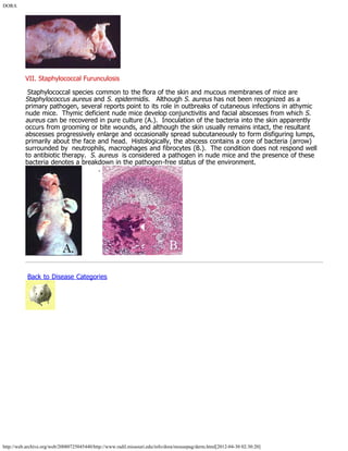 DORA
http://web.archive.org/web/20080725045440/http://www.radil.missouri.edu/info/dora/mousepag/derm.html[2012-04-30 02:30:20]
VII. Staphylococcal Furunculosis
 Staphylococcal species common to the flora of the skin and mucous membranes of mice are
Staphylococcus aureus and S. epidermidis.   Although S. aureus has not been recognized as a
primary pathogen, several reports point to its role in outbreaks of cutaneous infections in athymic
nude mice.  Thymic deficient nude mice develop conjunctivitis and facial abscesses from which S.
aureus can be recovered in pure culture (A.).  Inoculation of the bacteria into the skin apparently
occurs from grooming or bite wounds, and although the skin usually remains intact, the resultant
abscesses progressively enlarge and occasionally spread subcutaneously to form disfiguring lumps,
primarily about the face and head.  Histologically, the abscess contains a core of bacteria (arrow)
surrounded by  neutrophils, macrophages and fibrocytes (B.).  The condition does not respond well
to antibiotic therapy.  S. aureus  is considered a pathogen in nude mice and the presence of these
bacteria denotes a breakdown in the pathogen-free status of the environment.
        . 
 Back to Disease Categories
 