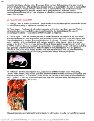 DORA
http://web.archive.org/web/20080725045656/http://www.radil.missouri.edu/info/dora/mousepag/GI.html[2012-04-30 02:30:32]
choice for identifying infected mice.  Reovirus 3 is a reovirus that causes runting, diarrhea and
jaundice of young mice.  The spontaneous disease is rare, as evidenced by the lack of positive titers
in ELISA surveys of mouse colonies.  Viruses found in transplantable cells and tumors include
mouse cytomegalovirus, mouse thymic virus, polyoma virus, and LDV (lactate
dehydrogenase elevating virus).  The incidence of spontaneous infections with these viruses in
research mice is rare.
 
VI. Mouse Hepatitis Virus (MHV)
 A. Etiology:  MHV is an RNA coronavirus.  Several MHV strains display tropisms for different tissues
but all share the ability to replicate in the intestinal tract.
 B. Transmission:  Fecal-oral, direct contact, aerosols, and fomites have been reported. Vertical
transmission has been reported in experimental infections, but doesn't appear to occur in
spontaneous infections.  The incidence of MHV infection is moderate.
 C. Clinical Signs:  There are 2 major patterns of disease based on the tropism of the virus strain. 
The respiratory pattern begins with virus replication in the nasal cavity and lungs with viremia and
dissemination to other organs.  Intestinal involvement is minimal.  The enteric pattern infects the
upper respiratory and intestinal tract, with variable spread to other viscera.  Some strains may
spread to the brain.  There is overlap between these 2 disease patterns depending on which strain
of MHV is involved.  Disease expression is dependent on virus species and on host factors, including
age, genotype and immune function.  MHV infections in immunocompetent mice are generally
subclinical. In suckling mice, watery diarrhea with mortality may occur with virulent enterotropic
MHV infections. Immune deficient mice progressively lose weight and die (see photo).
 D. Pathology:  In immunocompetent mice, gross lesions of MHV infection occur infrequently.
Lesions, when present, may include  gasseous distention of the intestinal tract in suckling mice, and
multiple white liver foci in older mice.  Gross lesions are common in MHV-infected immunodeficient
mice. The livers of infected immunodeficient mice may have multifocal white foci along with a hob-
nail, nodular appearance (see photo).
.
 Histopathological examinations of intestinal tracts reveal transient syncytia (arrow) of the mucosal
 