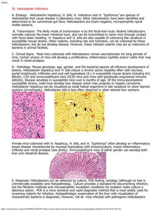 DORA
http://web.archive.org/web/20080222003647/http://www.radil.missouri.edu/info/dora/mousepag/Bac.html[2012-04-30 02:29:35]
IV. Helicobacter Infections
A. Etiology:  Helicobacter hepaticus, H. bilis, H. rodentium and H. "typhlonius" are species of
Helicobacter that cause disease in laboratory mice. Other helicobacters have been identified and
determined to be commensal gut flora. Helicobacters are Gram-negative, microaerophilic spiral
motile bacteria.
 B. Transmission: The likely mode of transmission is by the fecal-oral route. Rodent helicobacters
normally colonize the lower intestinal tract, and can be transmitted to naive mice through contact
with feces-laden bedding. H. hepaticus and H. bilis are also capable of colonizing bile canaliculi in
susceptible mouse strains. Other rodents, including rats and hamsters, can be colonized by these
helicobacters, but do not develop disease. However, these infected rodents may act as reservoirs of
bacteria in animal faclities.
C. Clinical Signs:  Most mice colonized with helicobacters remain asymptomatic for long periods of
time. Certain strains of mice will develop a proliferative, inflammatory typhlitis and/or colitis that may
result in rectal prolapse.
D.  Pathology: Mouse genotype, age, gender, and the bacterial species all influence development of
lesions. Helicobacter hepaticus and H. bilis induce a chronic active hepatitis often with necrosis,
portal lymphocytic infiltrates and oval cell hyperplasia (A.) in susceptible mouse strains including A/J,
BALB/c, C3H and immunodeficient mice (SCID mice and mice with genetically engineered immune
defects). Disease develops in susceptible mice over 6 months of age. Of the immunocompetent
susceptible strains, male mice develop liver disease which may progress to hepatic carcinoma. 
Helicobacter hepaticus can be visualized as small helical organisms in bile canaliculi on silver stained
sections (arrowheads). Helicobacter bilis is less often observed in silver stained liver sections.
        . 
Female mice colonized with H. hepaticus, H. bilis, and H. "typhlonius" often develop an inflammatory
bowel disease characterized by mucosal hyperplasia with erosions/ulcers, mixed inflammatory
infiltrate and rectal prolapse (see photo). Immunodeficient mice of either gender can develop both
liver and intestinal disease.
E. Diagnosis: Helicobacters can be detected by culture, PCR testing, serology (although no test is
commercially available) and histopathology.  Culture provides a standard for documenting infection,
but the filtration methods and microaerophilic incubation conditions for isolation make culture a
laborious option.  PCR is a more sensitive and rapid diagnostic method that is most widely used for
screening rodents for infection. Histopathologic examination of the liver with visualization of
characteristic bacteria is diagnostic; however, not all  mice infected with pathogenic helicobacters
 