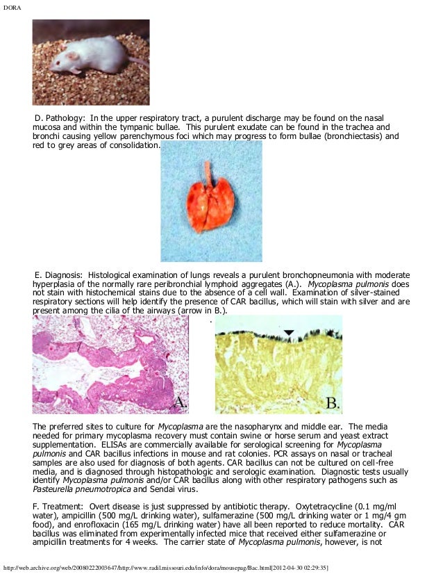 small Mouse diseases