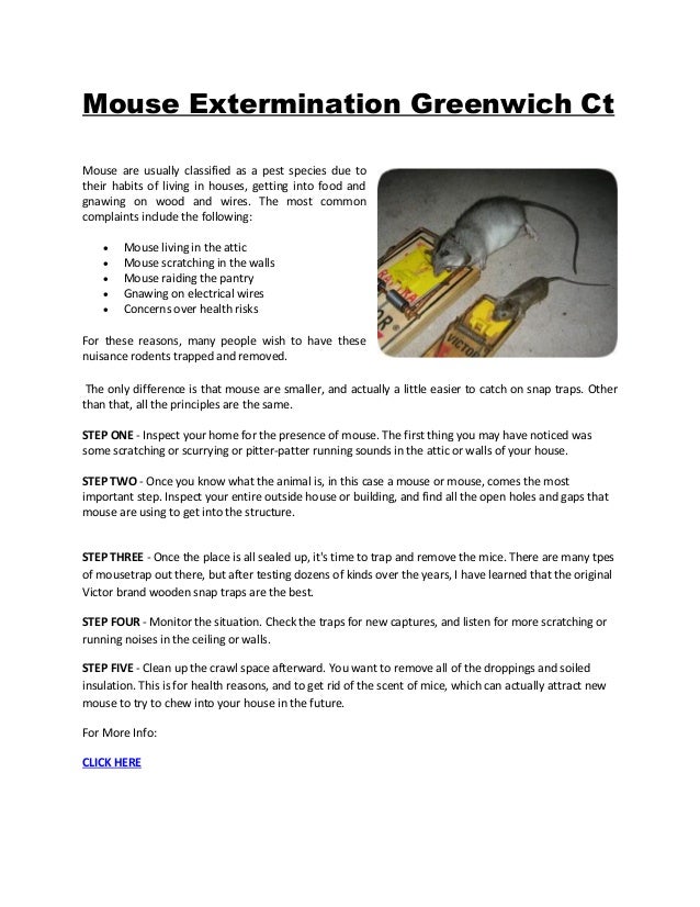 Mouse Extermination Greenwich Ct