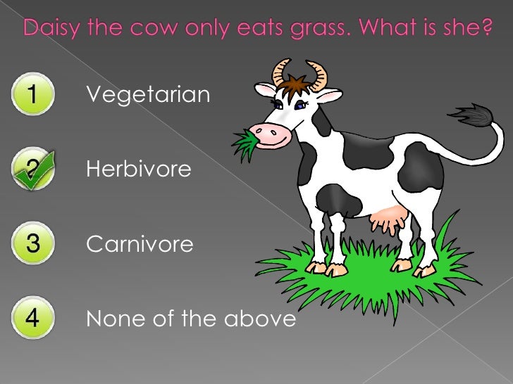 is a mouse a carnivore herbivore or omnivore