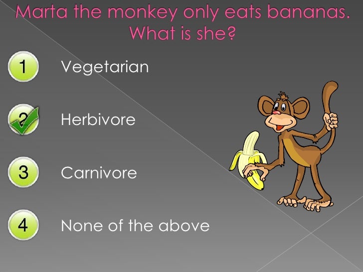 mouse mischief carnivores herbivores and omnivores is a mouse a carnivore herbivore or omnivore