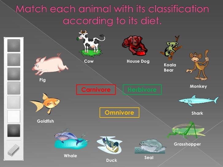 is a mouse a carnivore herbivore or omnivore